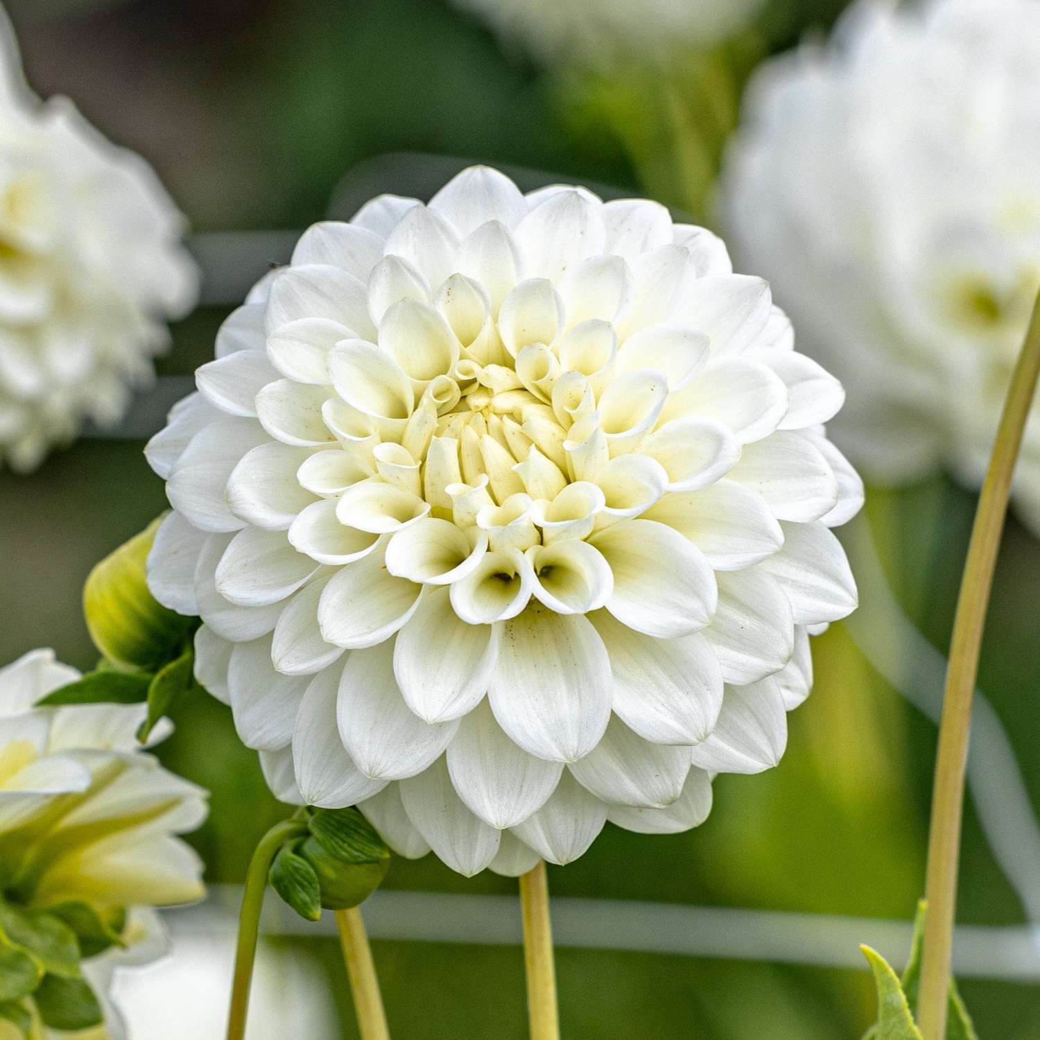Dahlia 'Petra's Wedding'